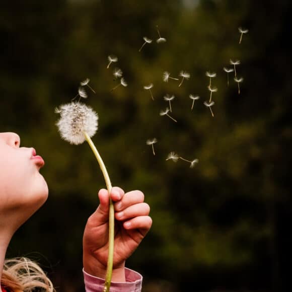 blowing dandelion seeds