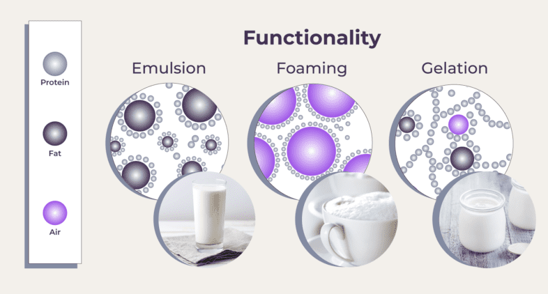 graphic about protein functionality