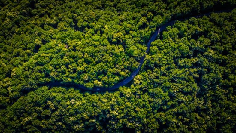 aerial view of a forest